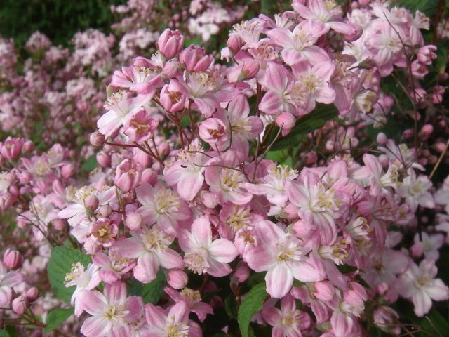 Deutzia x elegantissima 'Rosealind' P12 (2)